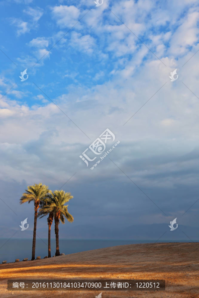 死海海岸上的海灘和棕櫚樹