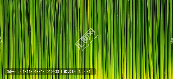 長長的草