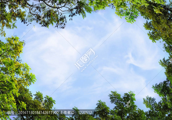 樹葉和樹木和藍色的天空