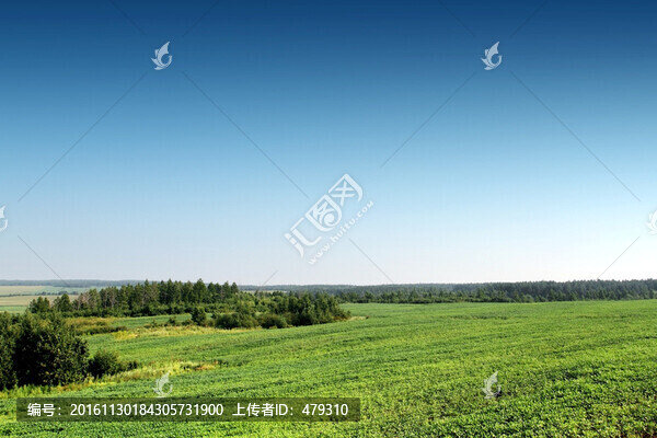 北大荒,黃豆,大田,TIF格式