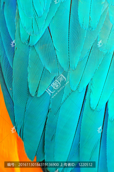 Parrot的羽毛