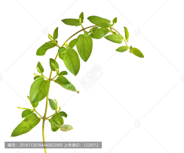 白色背景上分離的葡萄藤