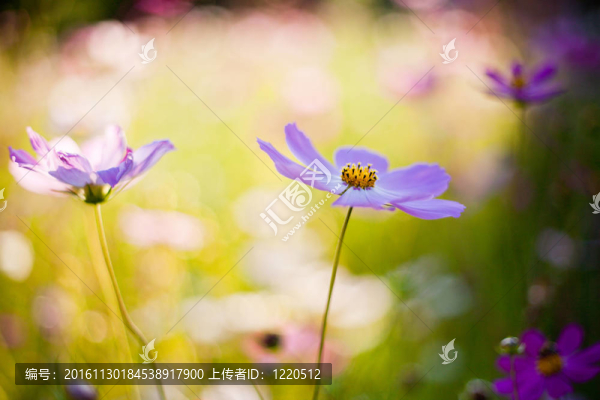 粉紅色的宇宙的花朵