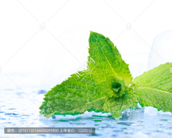 新鮮的薄荷