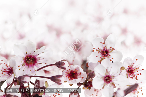 櫻花