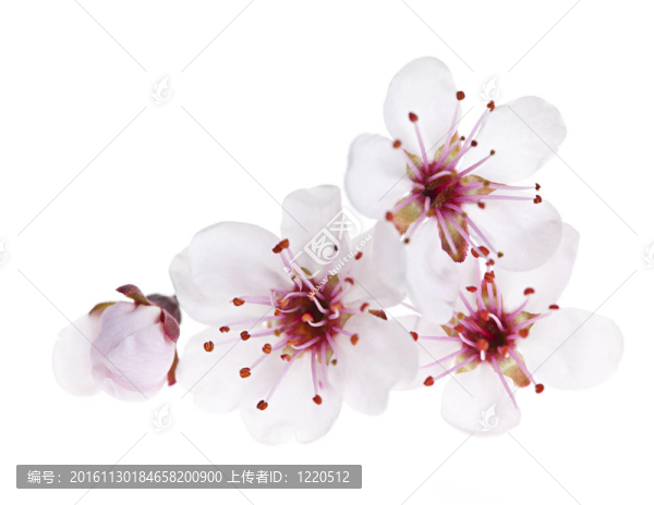 櫻花接近
