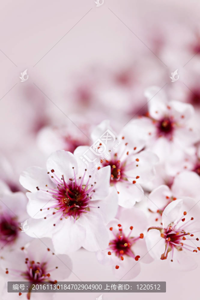 櫻花