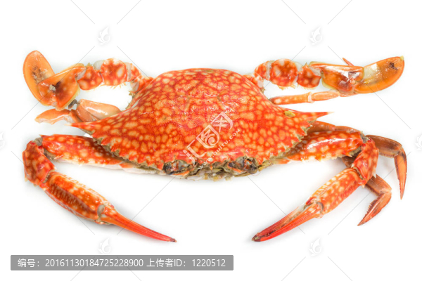 白蒸藍(lán)蟹