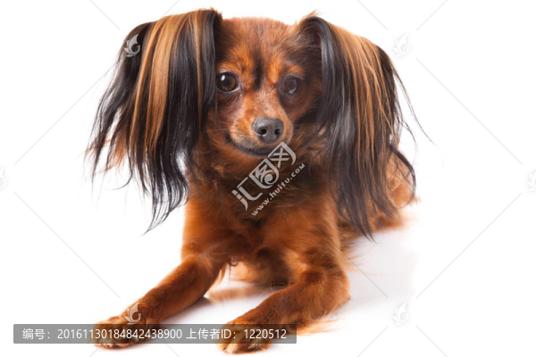 玩具犬。俄羅斯玩具獵犬在白色背景