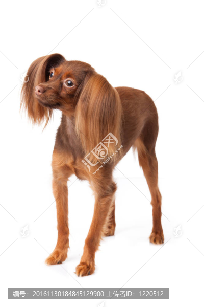 玩具犬。俄羅斯玩具獵犬在白色背景
