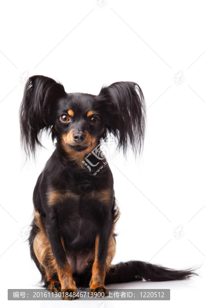 玩具犬。俄羅斯玩具獵犬在白色背景
