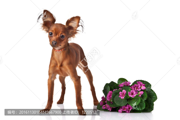 玩具犬。俄羅斯玩具獵犬在白色背景