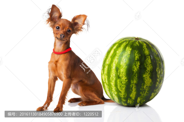 玩具犬。俄羅斯玩具獵犬在白色背景