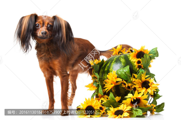 玩具犬。俄羅斯玩具獵犬在白色背景
