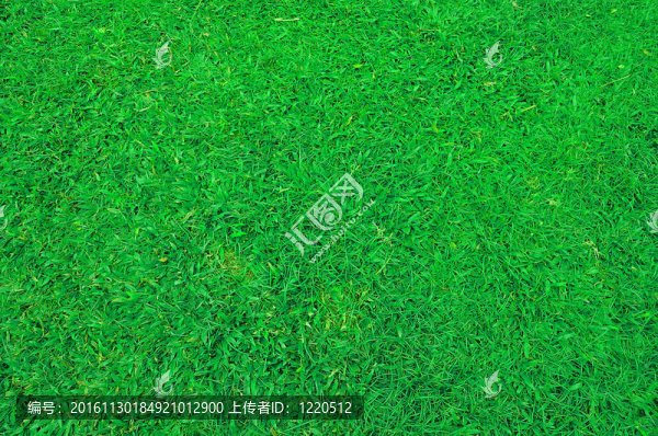 美麗的Green,Grass
