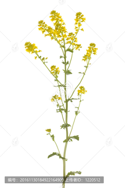山芥