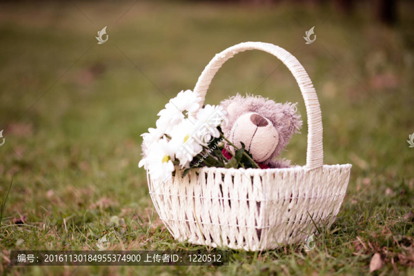 雛菊和泰迪熊