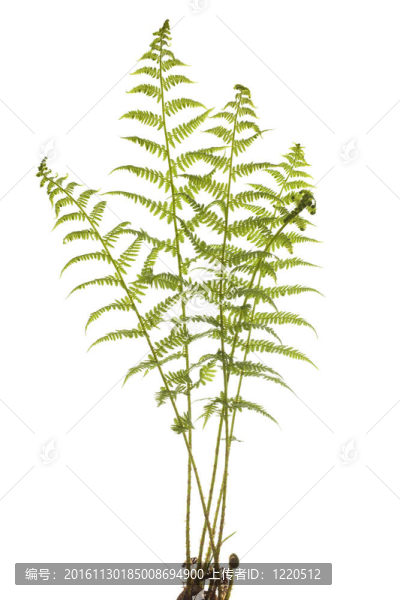 年輕的蕨類植物