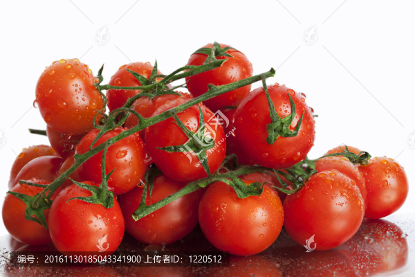 西紅柿在桁架
