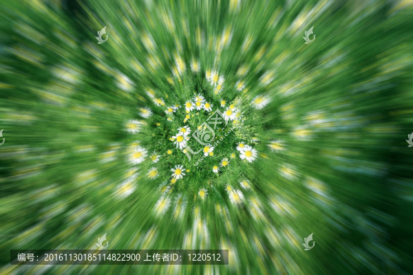花菊花輪