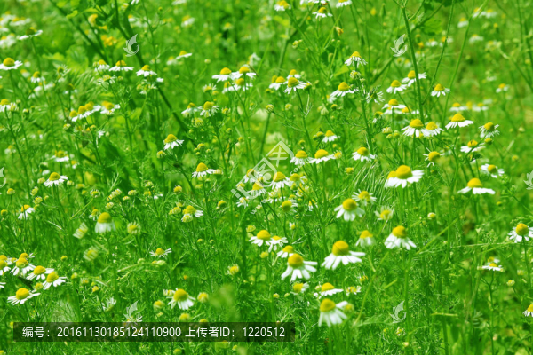 花菊花輪