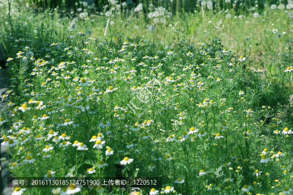 花菊花輪
