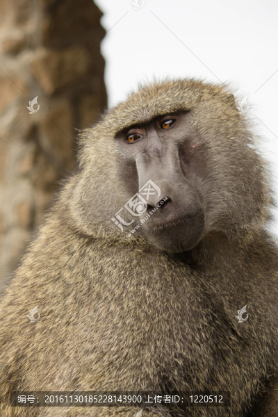 Baboon在肯尼亞
