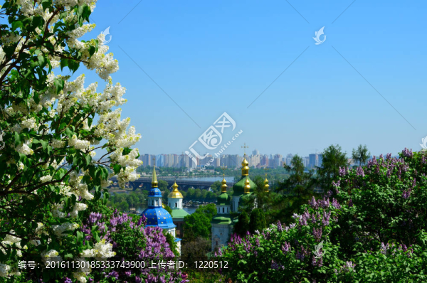 vydubychi寺盛開的丁香花