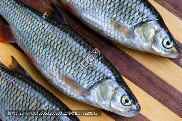 新鮮的魚