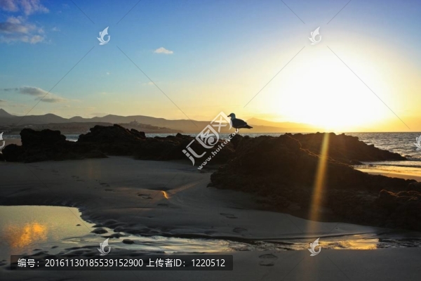 海鷗在陽光下