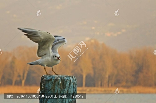海鷗