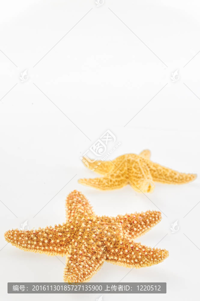 干的黃色橙色海星