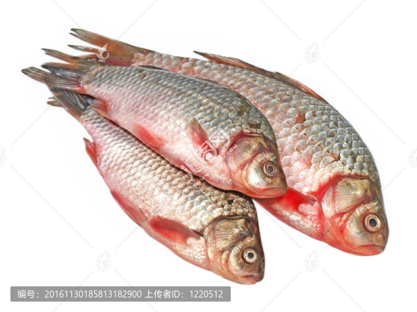 三鮮鯽魚(yú)。