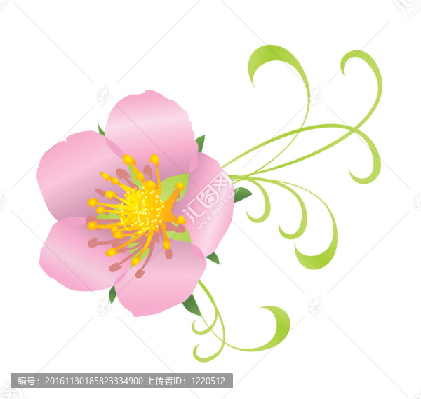 野生玫瑰粉紅色花裝飾與白色隔離