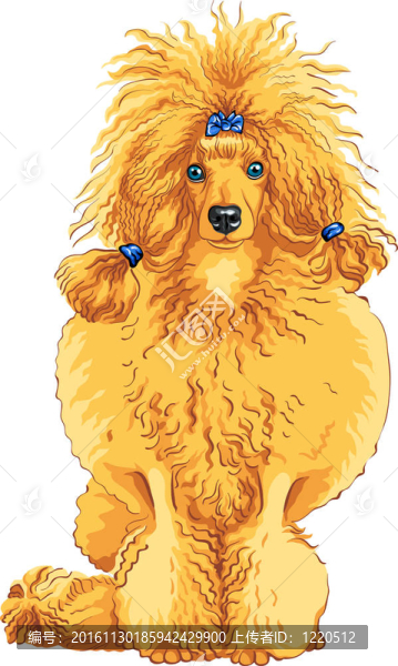 狗的紅貴賓犬的彩色素描