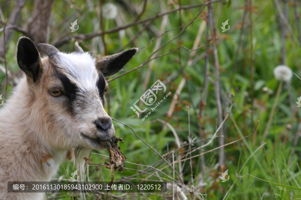 小山羊