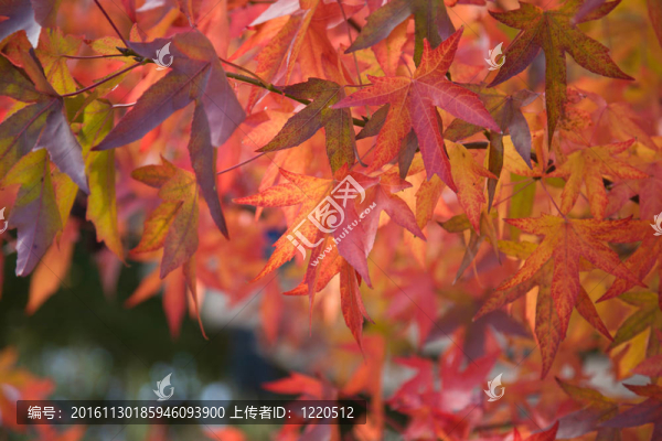 明亮的秋天的紅葉；Liquidambar,styraciflua；美國(guó)甜