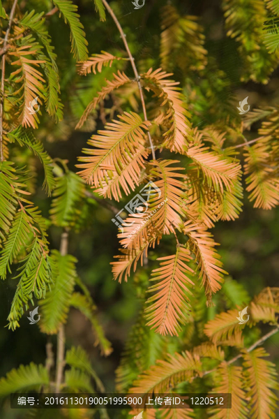 秋天的顏色在水杉（水杉）；C