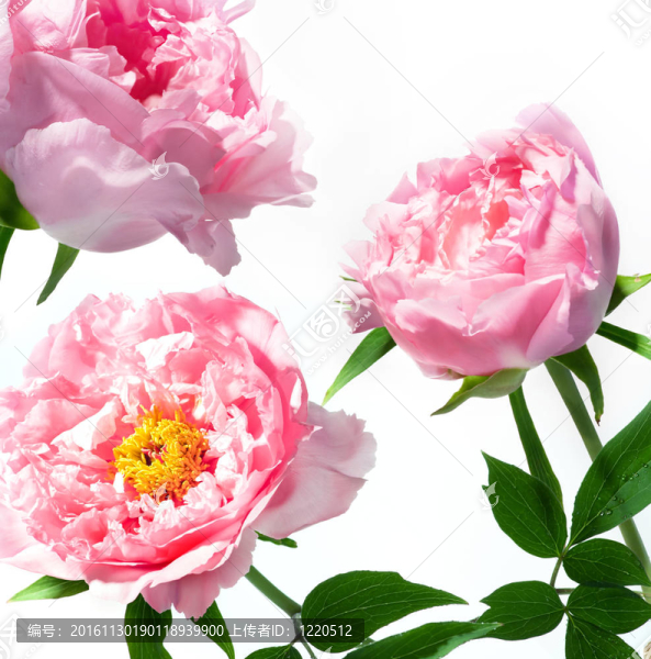 美麗的春天的花朵