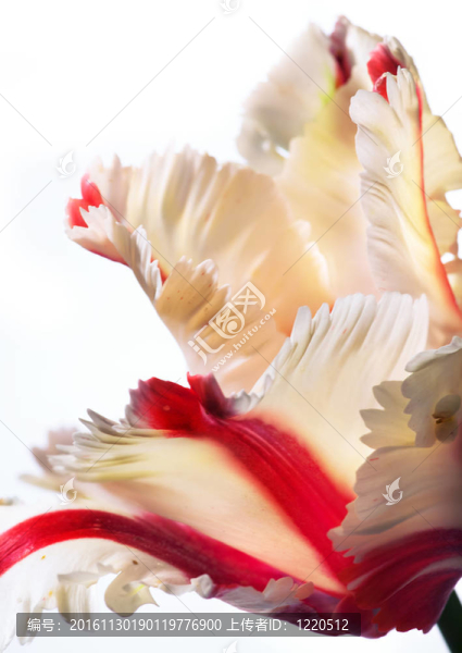美麗的春天郁金香花