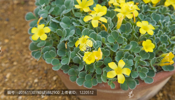 酢漿草melanosticta
