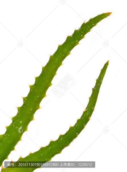 蘆薈