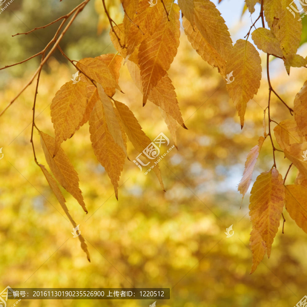 Zelkova,serrata（要）秋天的葉子