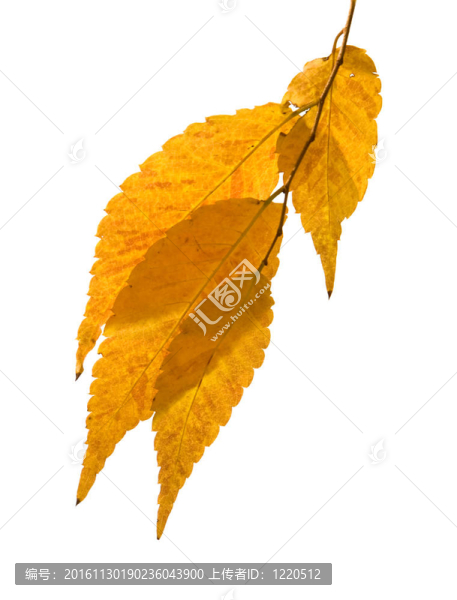 Zelkova,serrata（要）秋葉；小支白色隔離