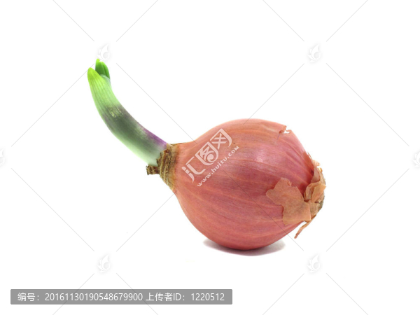 與小葉芽蔥