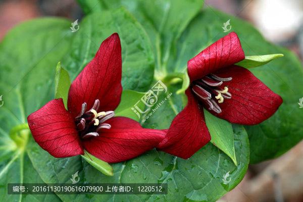 兩erectums延齡草