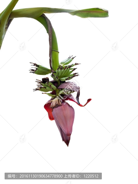 香蕉花