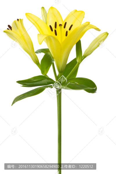 黃lily,flower