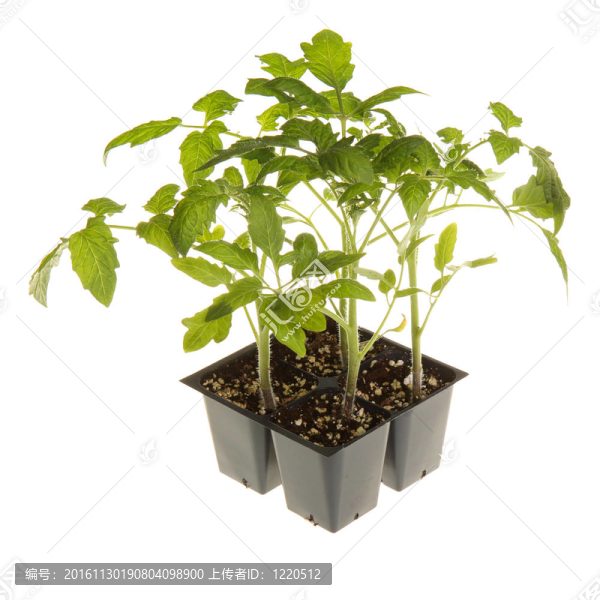 廣場移栽番茄苗