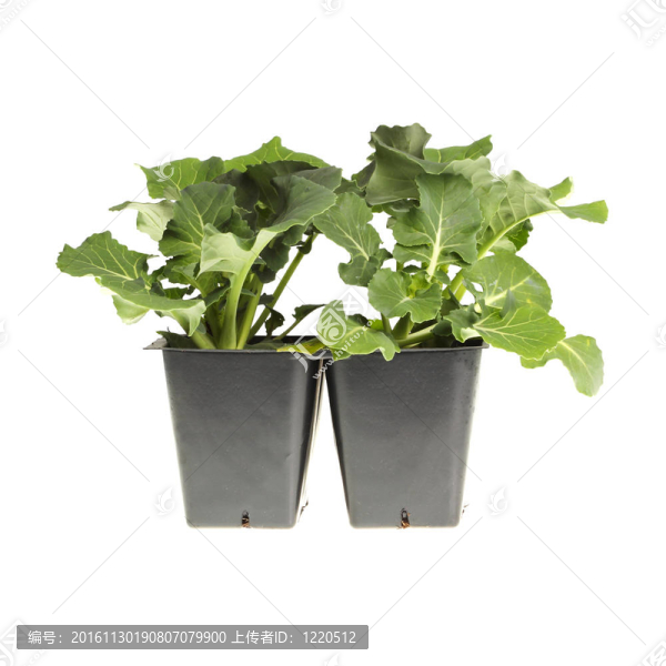 西蘭花育苗移栽